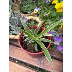 吊蘭 觀葉植物 室內植物 4吋盆, 吊蘭四吋盆, 1個