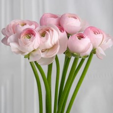 [플라워365마켓] 라넌큘러스 랜덤 색상 양재꽃시장 직경매 꽃배달 싼곳 생화꽃 도매 택배, 5송이, 1개