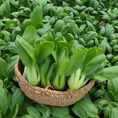 안산팜 싱싱하고 맛있는 청경채 [GAP인증], 1박스, 4kg