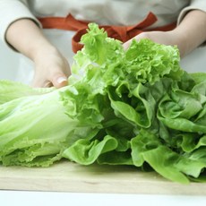 친환경 유러피안 샐러드 모듬 신선한, 1개, 1kg