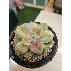 팅커벨 퍼플드림금, 1개