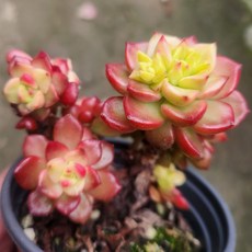 인기짱 다육이들 다육식물 예쁜다육, 매직잼 골드 다육이