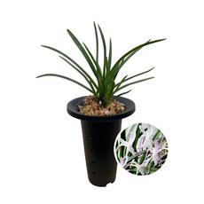 주천왕/풍란/동양란/고급난/선물용/취미난/옹기/화분/나라아트, 1개