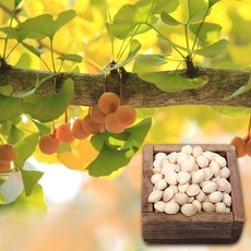 [고창베리] 국내산 피은행 중 1kg, 없음, 1개