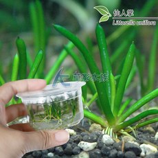 AC草影 仙人掌 (組培盒裝) 魚缸水草 水生植物 真水草, 1個