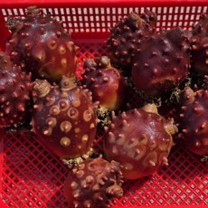 국내산 생물 깐멍게 500g 횟감 무침 비빔밥