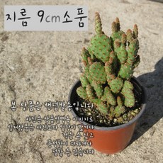몬스터로즈 (부채선인장) 지름 9cm 소품다육화분 (좋은흙만 사용한 건강한식물), 1개, 상세페이지 참조