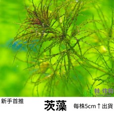 林作物 茨藻 水草 新手推薦 魚蝦躲藏 淨化水質 水中葉 不需CO2 耐熱 漂浮或底植, 1個