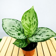 에덴플랜트 아글레오네마 그린아트 지름10cm포트 공기정화 수경재배 아글라오네마, 1개