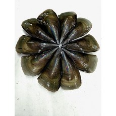 국산 키조개 5미 (소/20cm내외)