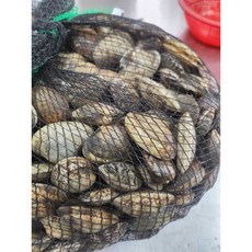 껍질 바지락, 1개, 1kg