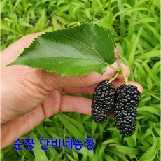 순창 햇오디 10kg 순창오디, 1박스