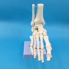 무릎관절모형 정형외과 해부학 인체 병원 교육 슬관절, 인대가 없는 발 관절, 1개