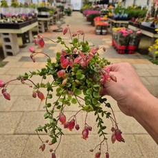 코랄벨 카랑코에 주렁주렁 행잉식물