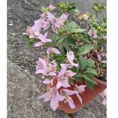 極特殊新品種7吋大盆淺茄蝶九重葛，多變蝴蝶雙飛花片，唯美仙系三角梅盆栽，一盆一枝樹枝苗，居家植栽好心情, 1個