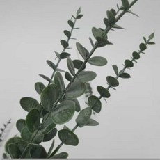 디어 유칼립투스 조화 사무실조화