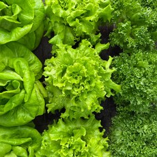 드라마팜 유럽샐러드3종 (버터헤드카이피라프릴아이스) 수확즉시배송, 1박스, 500g