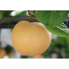 (과일천국) 프리미엄 햇 배 (3과), 3개