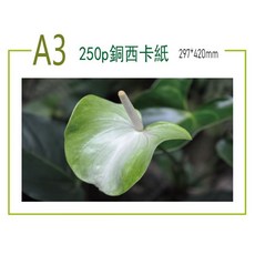 250磅銅西卡紙 A3 100張, 1個, 白色