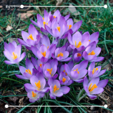 [봄날애제비씨] Crocus 크로커스 샤프란(사프란) 추식 구근 식물키우기