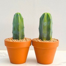 선인장 다육식물 농장직송 산아래 다육이 생명력최고 키우기쉬운 공기정화 전자파차단 용심목 2개, 예쁜색