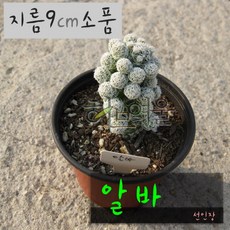 알바 (선인장) 지름 9cm 소품 다육화분 (좋은흙만 사용한 건강한식물), 1개, 상세페이지 참조