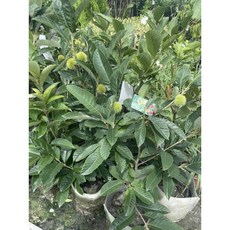 霏霏園藝 熱帶板栗 植栽, 1個