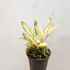 칼라가 선명하고 화려한 ~황조, 1개