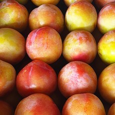 산지직송 당도선별 백화점납품 프리미엄 자두, 1박스, 500g