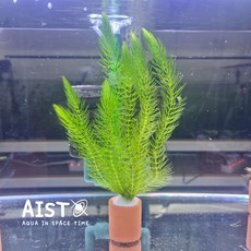 포트수초 붕어마름(5촉) 1포트 / 치어은신처 구피수초 베타수초 메다카수초 미니어항수초 초보수초, 1개