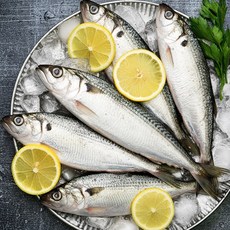 산지직송 가을 전어 제철 자연산 생물, 1개, 3kg