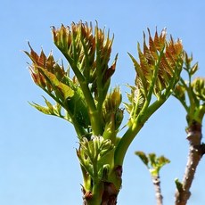 [산지직송] 강원도 자연산 참두릅 무농약 제철 봄나물, 1박스, 500g