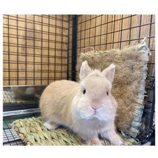 ※兔老爺※現貨快速出貨 日本 HiPet Sumi-CA 四季雙面草墊 兔子天竺鼠龍貓天然草編寵物墊 編織草墊 磨牙啃咬, 1個