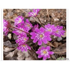 노루귀토종분홍.꽃반쯤지고지고새잎나오는중, 1개