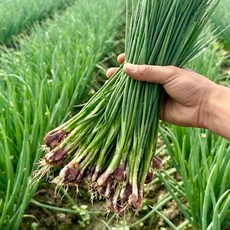 [당일수확 당일발송] 포천 산지직송 흙쪽파 1kg, 1개