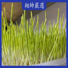 貓草種植組 小麥草 大麥草 寵物用品 翔帥寵物生活館, 1個, 小麥栽種組