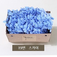화연양화 프리저브드플라워 블루밍 케이스 수국 30색, 19 스카이