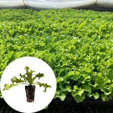 새마을총각 치커리모종, 2개