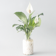 수경 재배 식물 스파티필름 2p 실내 공기정화식물 플랜테리어, 식물+유리병+흰돌, 1개