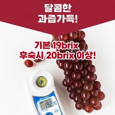 떳다맘 국산 씨없는 포도 델라웨어 19브릭 고당도, 1세트, 델라웨어 포도 400g(200gx2개)
