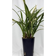 [다온난가든] 동양난 금황제(엽물-꽃대X) 취임/축하/고급선물 동양란, 1개