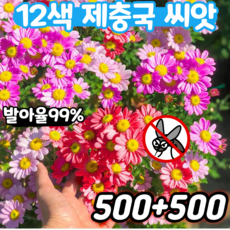 [1+1] 12색 제충국 씨앗 노지 월동 다년생 꽃 씨앗 사계절 개화 꽃밭 혼합 씨앗, 2개