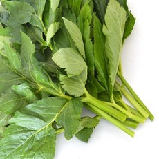 유기농 신선초(녹즙용) 1kg, 1개