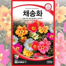 세계종묘 산들마켓 채송화 씨앗 2000립 채송화 꽃씨 야생화 종자, 1개