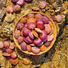 홍가리비2kg 통영 산지직송 당일조업 비단가리비, 1