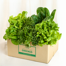 그린어스샐러드 무농약 친환경 GAP인증 유러피안 샐러드 모듬 4종, 1kg, 1박스