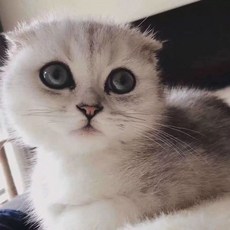 진짜같은고양이인형 리얼 테이블 캣 모형 인형 장식 인테리어, 1개, AH. 지니우 50g8병