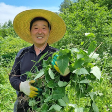야생 박주가리 (건조) 직접채취 천연 비아그라성분 고개숙인 남자에게 추천합니다, 1개, 500g