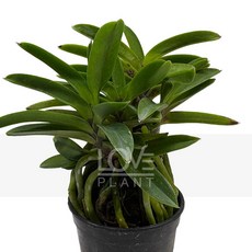 꽃사랑식물나라 해왕환 소품 소엽 풍란 부귀란 난 꽃 향기 동양란 공기정화 식물 키우기 플랜테리어, 1개