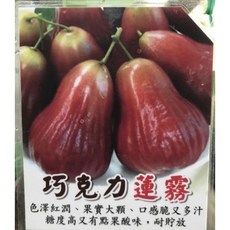 霏霏園藝 巧克力蓮霧盆栽 高度200公分